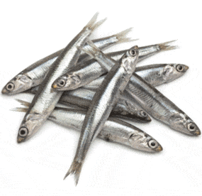 Anchois Engraulis encrasicolus European anchovy Sardelle anchoa europea poisson fish