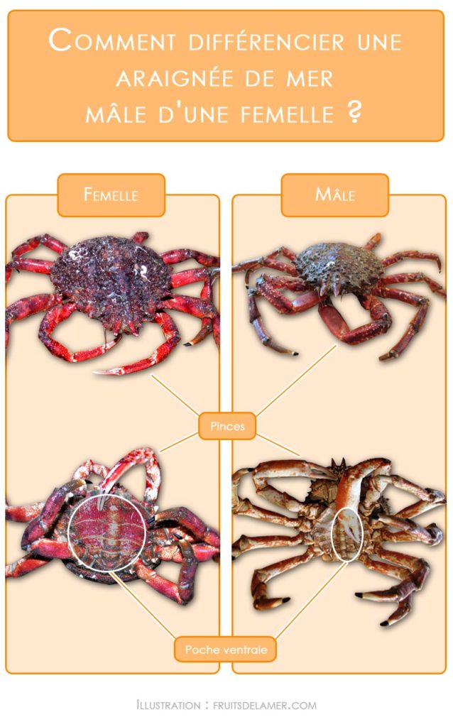 Crabe, tourteau, araignée de mer : quelles différences ?