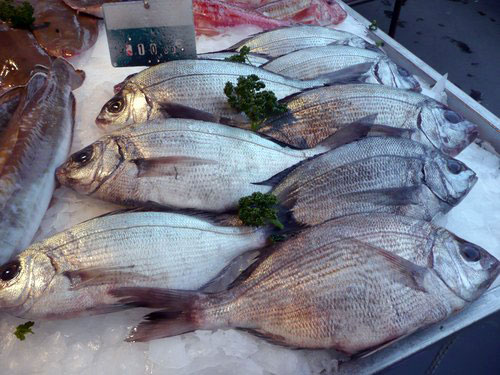 Dorade Royale daurade Sparus aurata gilthead seabream Goldbrasse dorada poisson fish