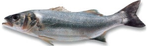 bar commun loup de mer Dicentrarchus labrax seabass Meebarsch lubina poisson fish