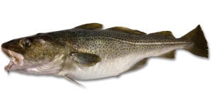 cabillaud morue fraîche cuisson recette Gadus morhua Cod Atlantischer Kabeljau Bacalao poisson fish