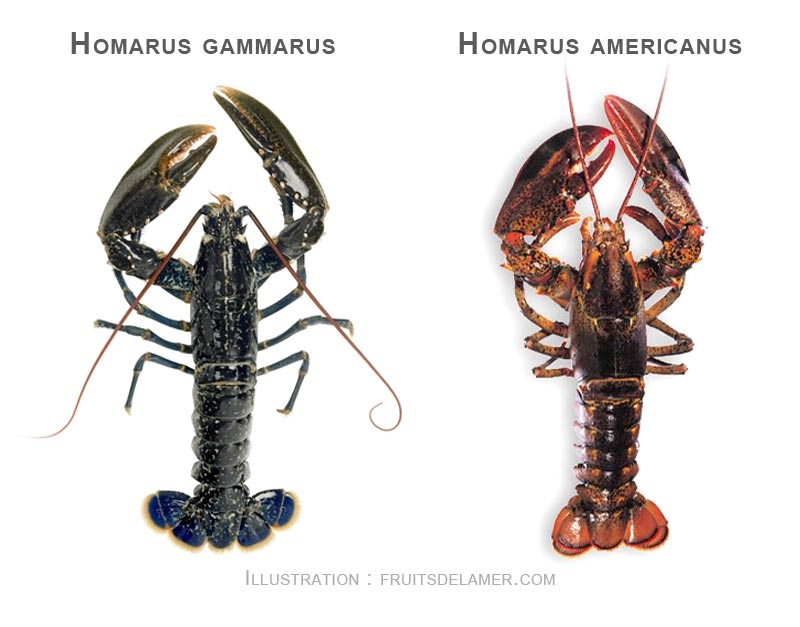 différences homard européen breton homard américain canadien meilleur goût