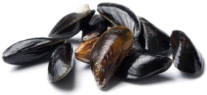 Moule Mytilus Edulis Common mussel Miesmuschel Mejillon