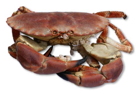 tourteau cuit crabe cuisson recette