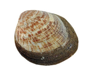 amande de mer cuisson recette Glycymeris glycymeris Dog cockle Glatte Arche Almendra de mar