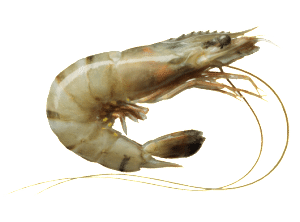 gambas