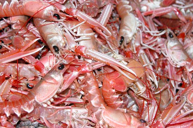 cuisson langoustines vivantes crues