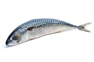 Maquereau Scomber scombrus Atlantic mackerel Makrele Caballa del Atlantico cuisson recette