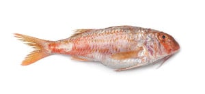 Rouget barbet Mulus surmulatus red mullet Meerbarbe salmonetes poisson fish cuisson recette