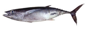 thon blanc germon poisson cuisson recette Thunnus alalunga Albacore Weisser Atun blanco fish