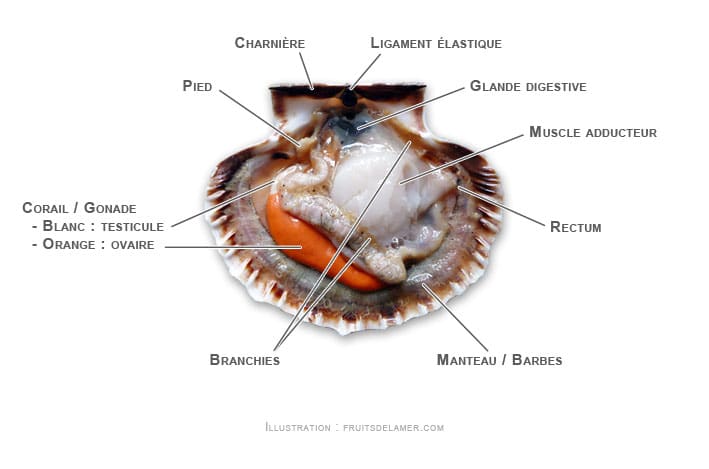 anatomie coquille saint jacques