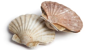 coquilles saint jacques recette cuisson Pecten Maximus Common scallop Pilgermuschel Vieira