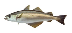 Lieu jaune Pollachius pollachius pollack abadejo poisson fish cuisson recette
