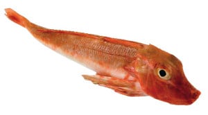 grondin rouge tombe Chelidonichthyd cuculus Gurnard Knurrhahnn Arete poisson fish recette recipe