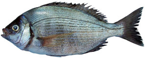 dorade grise griset Spondyliosoma cantharus black bream Sreifenbrassen chopa poisson fish