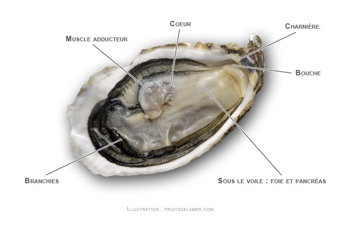 anatomie de l'huître creuse