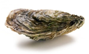 Huître creuse Cassotrea Gigas Japanese oyster Japanishe Auster Ostra Japonesa