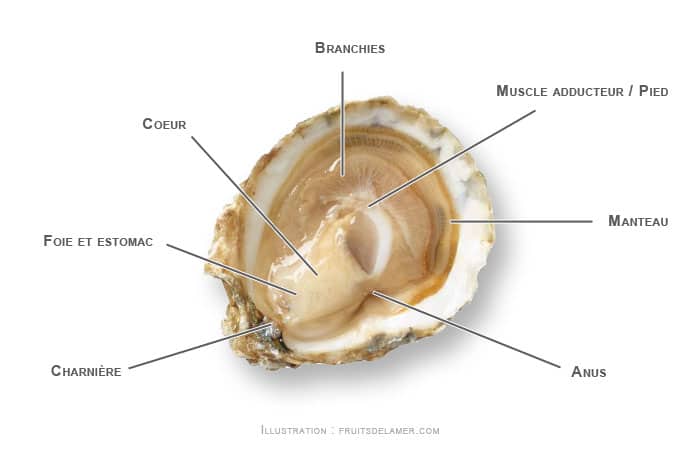 anatomie huître plate sauvage