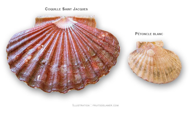 coquille saint jacques st petoncle Aequipecten opercularis queen scallop Gedeckelte Kammuschel volandeira