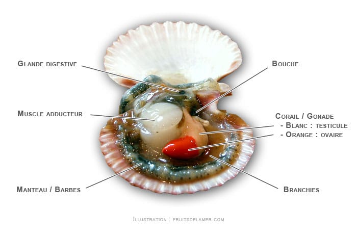 anatomie pétoncle blanc Aequipecten opercularis Queen scallop Gedeckelte Kammuschel Volandeira