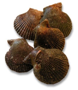 pétoncle noir Mimachlamys varia Variegated scallop Bunte Kammmuschel Zambiruina