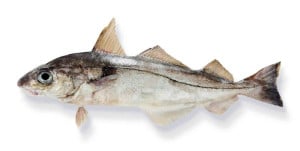 églefin aiglefin haddock Melanogrammus aeglefinus Schelfisch eglefino poisson fish