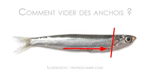 comment ouvrir vider un anchois méthode