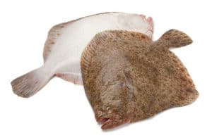 Turbot Scophthalmus maximus Steinbutt rodaballo poisson fish cuisson recette