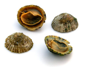 Patelle bernique chapeau chinois Patella vulgata Limpet Napfschnecke Lapa coquillage cuisson recette