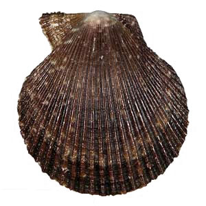pétoncle noir Mimachlamys varia Bunte kammmuschel black scallop variegated Zamburina petxina variada