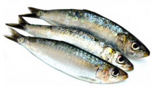 sardine commune sardina pilchardus europa pilchard cuisson recette recipe