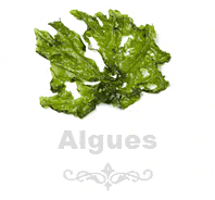 algues alimentaires comestibles cuisine recette