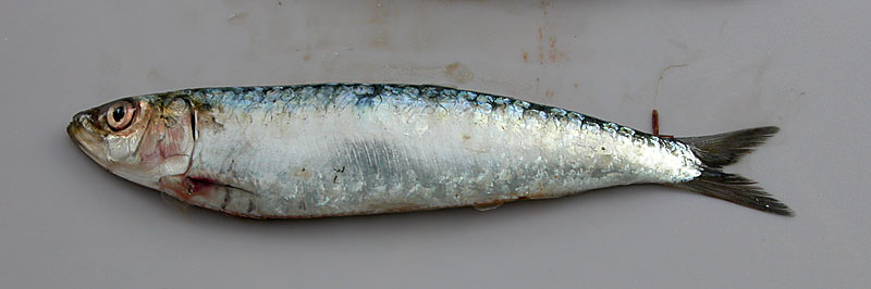 reconnaître sardine fraîche