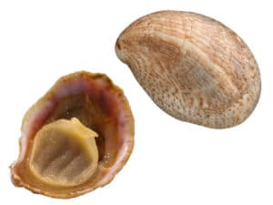 crépidule Crepidula fornicata coquillage