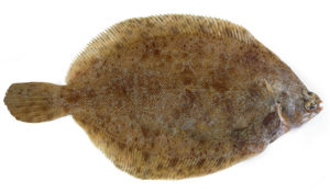 limande sole Microstomus Kitt Rotzunge lemon sole mendo limon