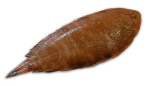 sole perdrix Michrochirus variegatus