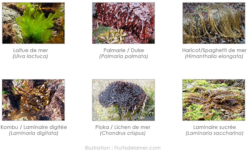 algues comestibles alimentaires nori tali dulse kombu laminaire ulves