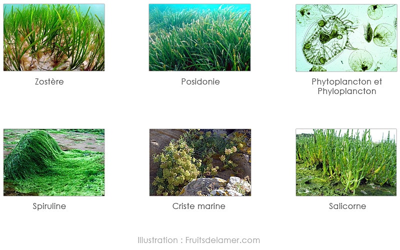 algues spiruline salicorne zostère posidonie plancton phytoplancton phyloplancton criste marine