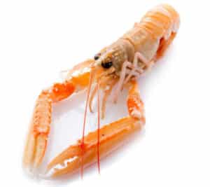 cuisson langoustines vivantes crues