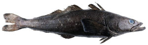légine australe Dissostichus eleginoides Patagonian toothfish
