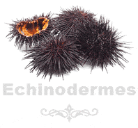 échinodermes oursins urchin