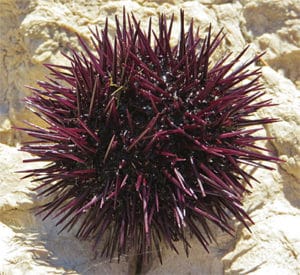 paracentrotus lividus oursin violet sea urchin