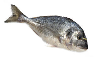 dorade royale daurade Sparus aurata gilthead seabream Goldbrasse dorada poisson fish