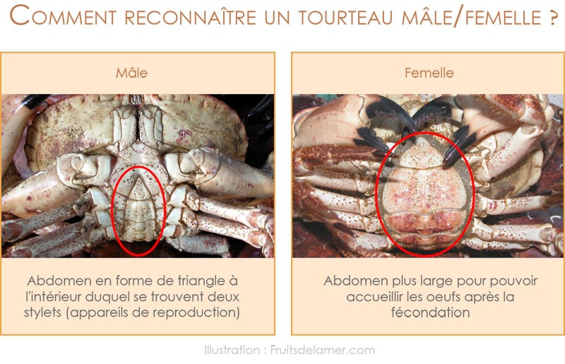 tourteau différences mâle femelle sexe crabe