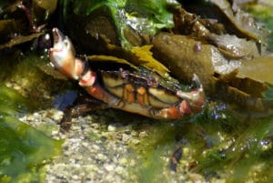 crabe vert enragé attaque