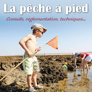 pêche à pied conseils réglementation techniques coquillages crustacés