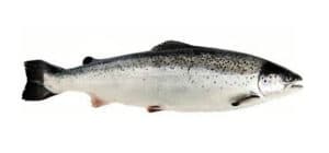 saumon atlantique salmo salar salmon parr