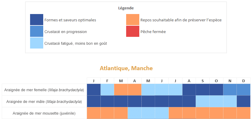 araignée de mer calendrier saisonnalités période