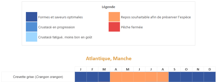 crevette grise calendrier saisonnalités période