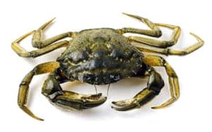 crabe vert enragé Carcinus maenas